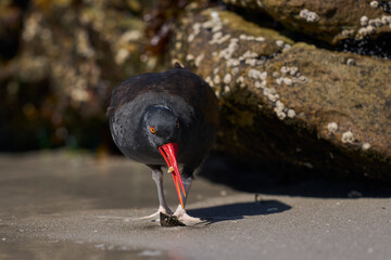 Blackish Oystercatcher (Haematopus ater) eating limpets on the rocky shore of Carcass Island in the...