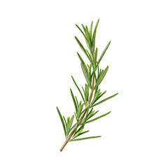 Fototapeta premium sprig of rosemary
