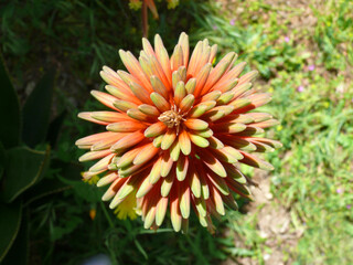 Natura
