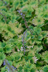  Madagascar coleus in Queen Sirikit Park Bangkok Thailand.