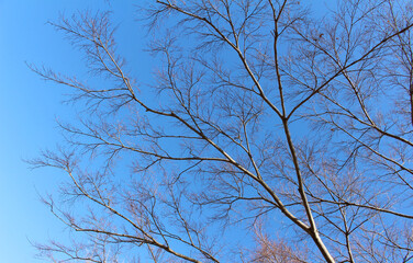 Leafless tree branches and twigs with few dead leaves against the blue sky in a sunny day. Bare trees in winer background. 