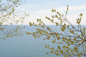 spring leaves and view of the lake