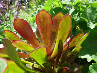 Natura