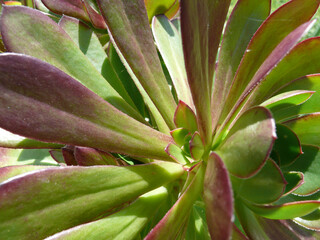 Natura