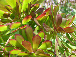 Natura