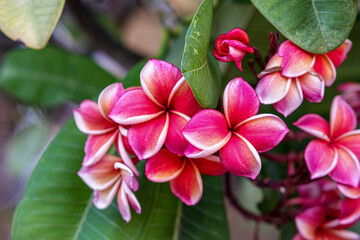Pink plumeria or frangipani in the garden of Grand Palace Bangkok Thailand.
