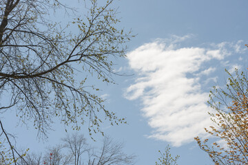 trees and abstract cloud in spring