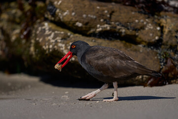 Blackish Oystercatcher (Haematopus ater) eating limpets on the rocky shore of Carcass Island in the Falkland Islands.