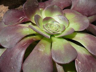 Natura