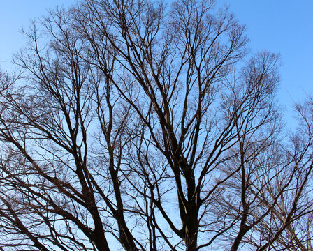 Bare trees and almost bare trees in winter background. Leafless tree branches and nearly leafless tree branches with few dead leaves against the blue sky in a sunny day.