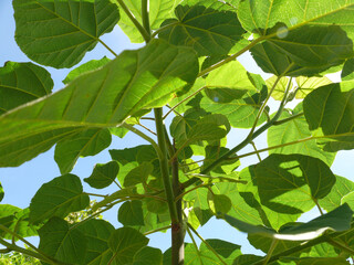 Natura