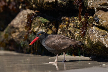 Blackish Oystercatcher (Haematopus ater) foraging for food on the rocky shore of Carcass Island in...