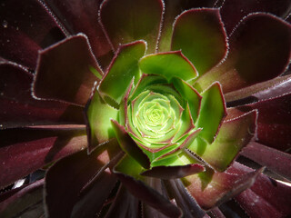 Natura
