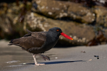 Blackish Oystercatcher (Haematopus ater) foraging for food on the rocky shore of Carcass Island in the Falkland Islands.