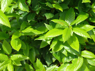 Natura