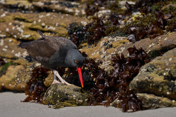 Blackish Oystercatcher (Haematopus ater) foraging for food on the rocky shore of Carcass Island in...