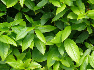 Natura