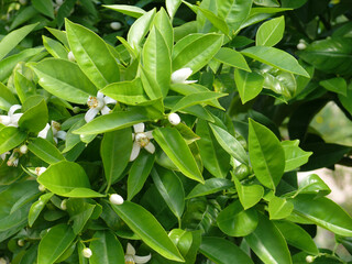 Natura