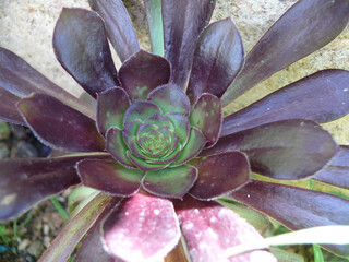 Natura