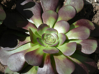 Natura