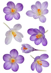 Fototapeta premium Various crocus flowers in different stages of bloom on a white background with copy space