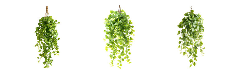 Collection of Artificial hanging ivy vine, greenery decoration, indoor, exterior, transparent background, cutout, png