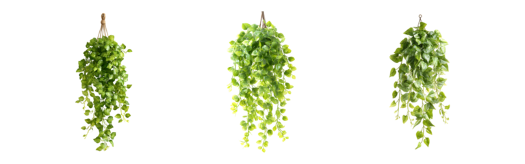 Collection of Artificial hanging ivy vine, greenery decoration, indoor, exterior, transparent background, cutout, png