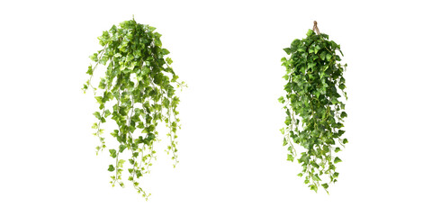 Collection of Artificial hanging ivy vine, greenery decoration, indoor, exterior, transparent background, cutout, png