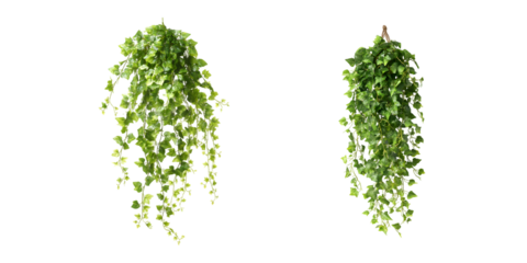 Collection of Artificial hanging ivy vine, greenery decoration, indoor, exterior, transparent background, cutout, png