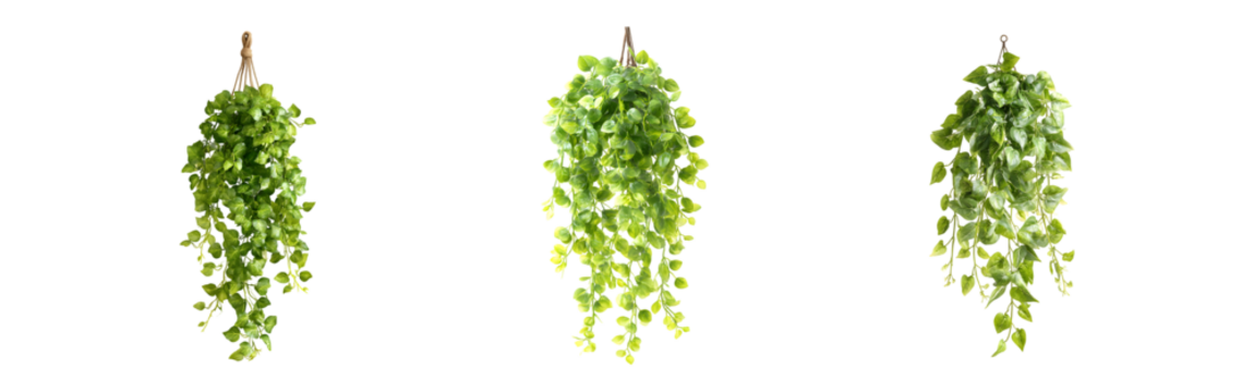 Collection of Artificial hanging ivy vine, greenery decoration, indoor, exterior, transparent background, cutout, png