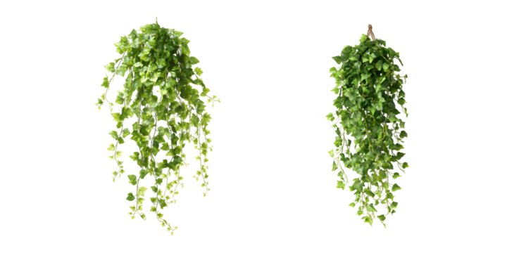Collection of Artificial hanging ivy vine, greenery decoration, indoor, exterior, transparent background, cutout, png