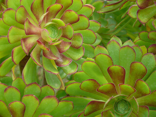 Natura