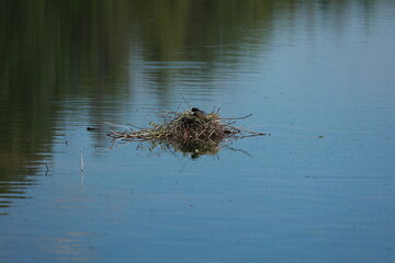A nest of twigs and grass is floating on the surface of a lake