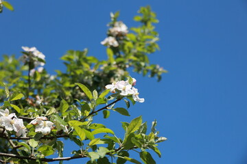 A tree with many leaves and flowers is in the middle of a blue sky