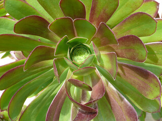 Natura