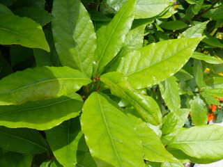 Natura