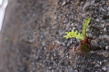 A small green plant is growing out of a crack in a concrete wall