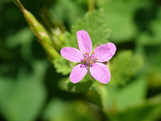 Natura