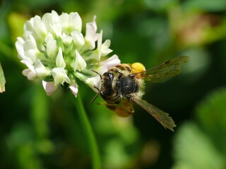 Natura
