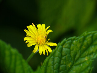 Natura