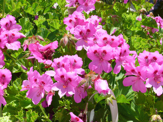 Natura