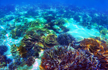 Beautiful Coral reef in Andaman sea ,Nyaung Oo Phee island , Myanmar