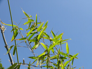 Natura