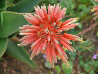 Natura