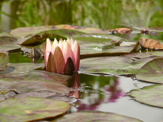 Natura