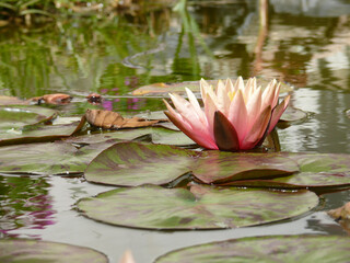 Natura