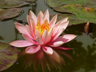 Natura