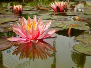 Natura