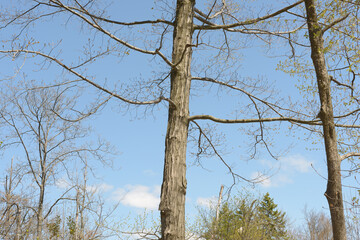 trees in spring on a blue background
