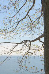 tree at the edge of the lake with spring foliage buds